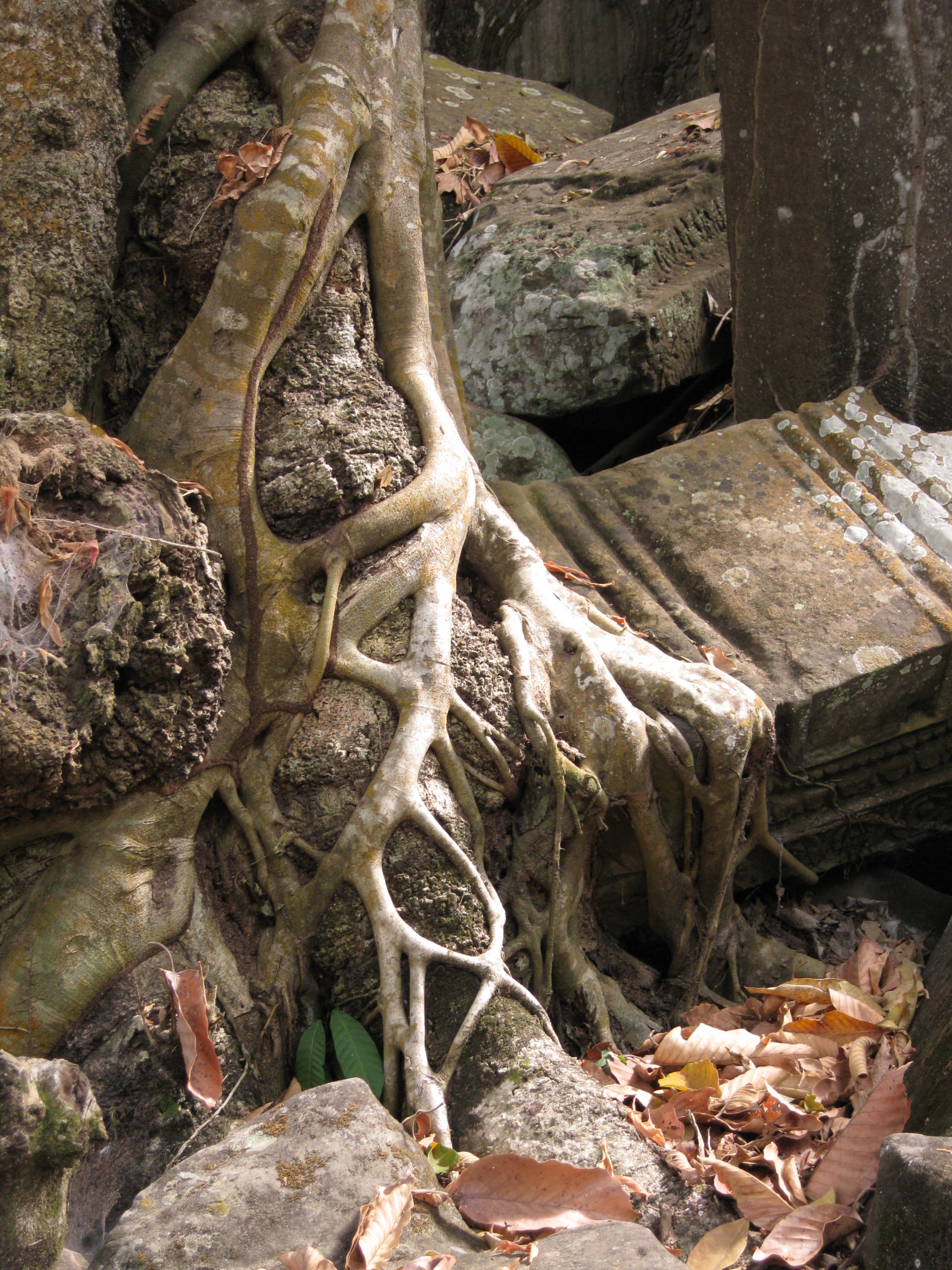 Tree at Tomb Raider Temple