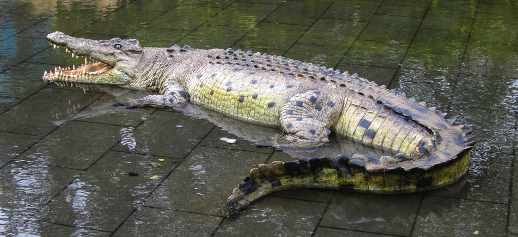 Scottish Freshwater Croc